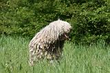 KOMONDOR 048